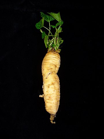 The root, used as medical drug (Radix Bryoniae)