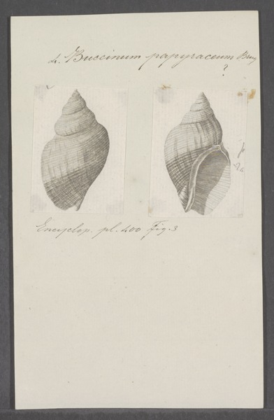 File:Buccinum papyraceum - - Print - Iconographia Zoologica - Special Collections University of Amsterdam - UBAINV0274 085 06 0006.tif