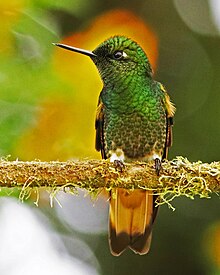 Buff-tailed Coronet JCB.jpg