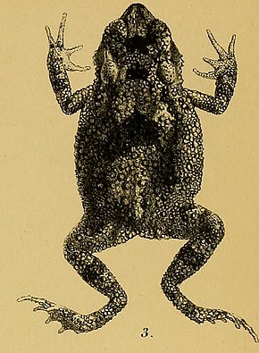 Afbeeldingsbeschrijving Bufo macrotis - Annali del Museo civico di storia naturale di Genova (1887) (18384564826) (bijgesneden) .jpg.