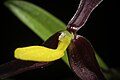 Bulbophyllum chrysoglossum Labellum