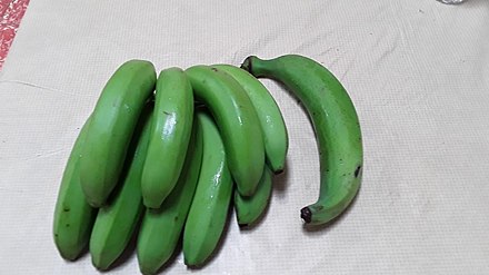 Bunch of cooking bananas (guineos) on the left, and one loose plantain on the right from Morovis, Puerto Rico