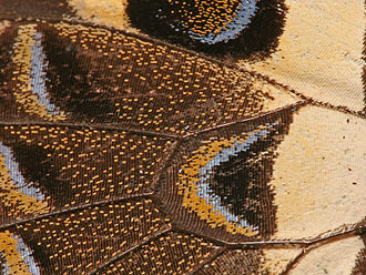 Close-up of wing of the citrus swallowtail, Papilio demodocus, with the letter 'C' drawn in scales.
Photograph by Muhammad Mahdi Karim Butterfly Wing close-up.jpg