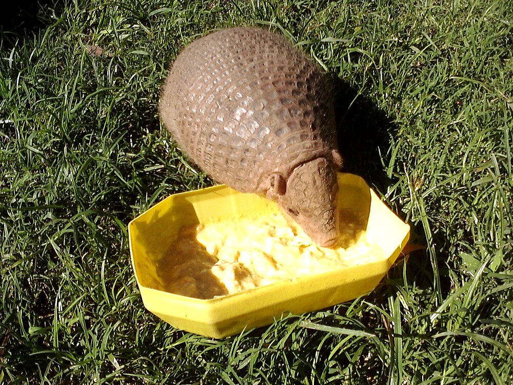 The average adult weight of a Chacoan naked-tailed armadillo is 1.49 kg (3.28 lbs)