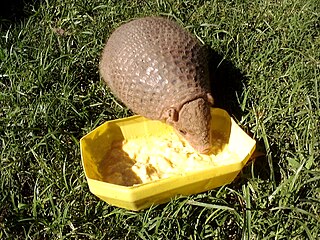 <span class="mw-page-title-main">Chacoan naked-tailed armadillo</span> Species of mammal