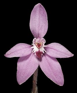 <i>Caladenia reptans</i> subsp. <i>reptans</i> subspecies of plant