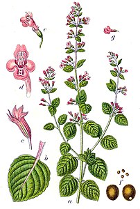 Calamintha nepeta Sturm54.jpg