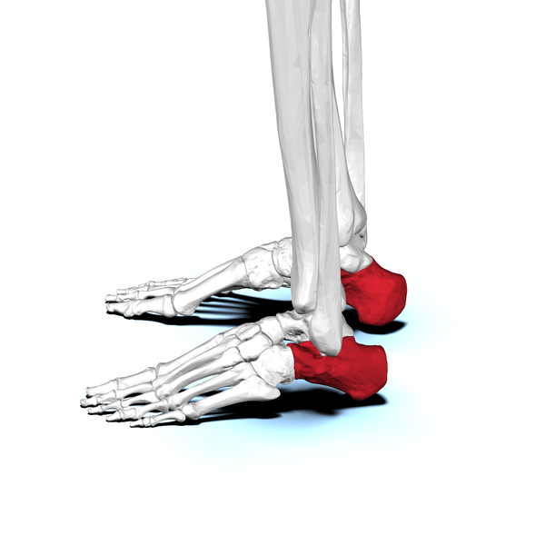 File:Calcaneus03 lateral view.png