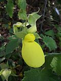 Miniatura para Calceolaria tomentosa