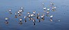 Calidris alba at Ocean Beach, San Francisco, California, at low tide - 20101116 (edited).jpg