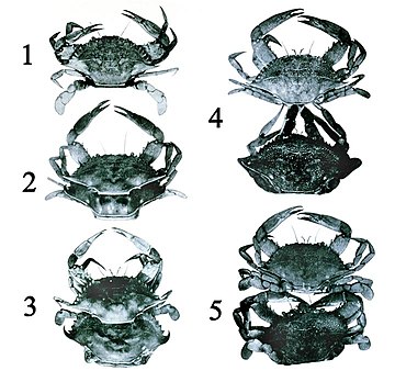 变态 (生物)