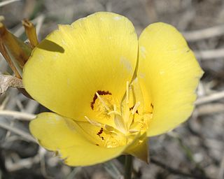 <i>Calochortus aureus</i> Species of flowering plant