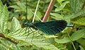 Calopteryx virgo