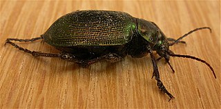 <i>Calosoma schayeri</i> Species of beetle