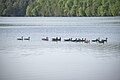 * Nomination Canada Goose Flock in Huntsville --Fabian Roudra Baroi 02:37, 17 August 2023 (UTC) * Promotion Geo location? Category for the lake etc.? --XRay 04:15, 17 August 2023 (UTC)@XRay: Thanks for the review, it's added.--Fabian Roudra Baroi 06:17, 17 August 2023 (UTC)  Support OK. IMO acceptable now. But I think there may be other opinions. --XRay 15:58, 17 August 2023 (UTC)