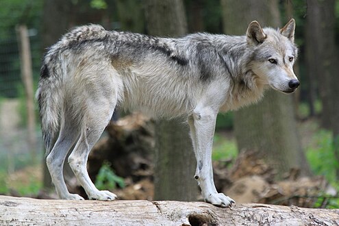 奧地利嘅一隻狼
