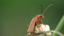 Fișier: Cantharis livida.ogv