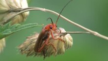 Fichier : Cantharis livida.ogv