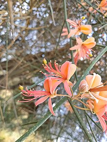 Capparis decidua Flower.jpg