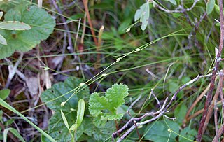 <i>Carex trisperma</i> Species of plant in the genus Carex