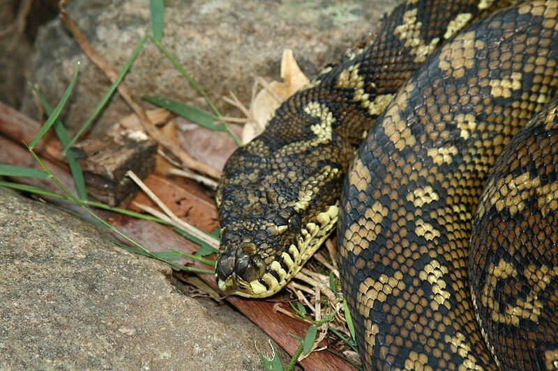 File:Carpet Python in Lamington National Park, Queensland, Australia.jpg