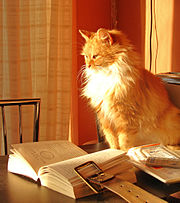 Photo d’un chat lisant un dictionnaire.