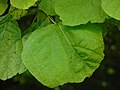 Catalpa bignonioides Catalpa común