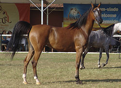 Cavalo Vs Bispo