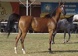 Cavalo Arabe REFON.jpg