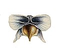 Cavolinia tridentata australis