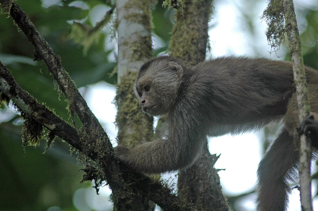 Ecuadorian capuchin