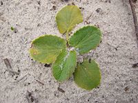 Brahmibooti (Centella asiatica)