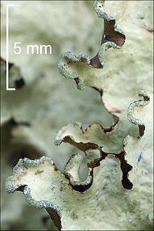 Closeup shows continual marginal soralia on the lobe margin of Cetrelia cetrarioides Cetrelia cetrarioides 31205.jpg