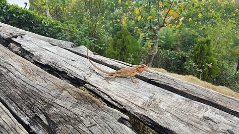 Picture of a small chameleon, photoraphed in Ella, Sri Lanka