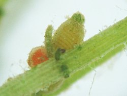 Antheridium (rood) en oögonium (rechts daarnaast) van de alg Chara contraria.