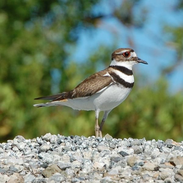 File:Charadrius vociferus-1.jpg