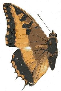 <i>Charaxes druceanus</i> Species of butterfly