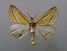 Chariaspilates formosaria male.jpg