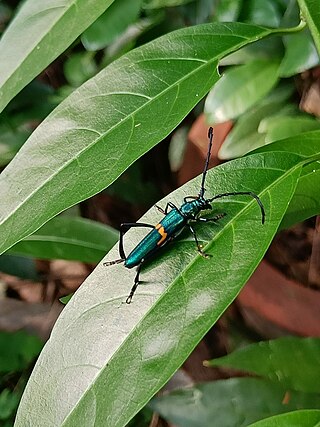 <i>Chelidonium cinctum</i> Species of beetle