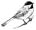 Chickadee (black-capped) (PSF).jpg