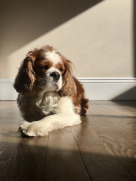 File:Chien Cavalier King Charles.jpg