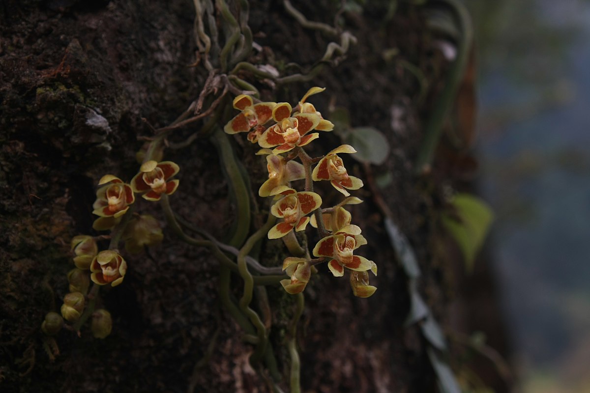 Chiloschista densiflora - Wikimedia Commons