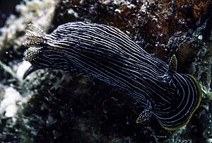 Chromodoris lineolata-3.jpg