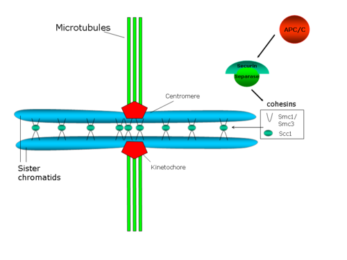 Scheme showing sister chromatids cohesion, anchored to spindle microtubules via their kinetochores Chromosome cohesion - en.png