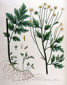 Tanacetum Parthenium Wikipedia La Enciclopedia Libre