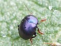 Chrysolina sturmi (Westhoff, 1882)