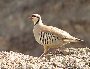 Chukar Partridge Leh.jpg