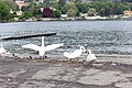 * Nomination Some swans in Como's Lake Front --LunaLinda (talk) 08:45, 3 October 2016 (UTC) * Decline Insufficient quality. Poor sharpness, swans are overexposed. Poor categories too (overcategorization etc.) --A.Savin 02:32, 31 October 2016 (UTC)