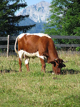 Vaca pe pășune.