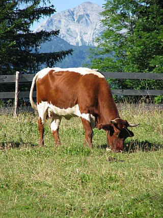 <span class="mw-page-title-main">Cika cattle</span> Slovenian cattle breed